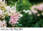 Astilba, or Astilbe (Latin. Astilbe) is a plant of the Saxifragaceae family. Pink flower background. A beautiful, healthy astilbe, blooming in pink tones. Стоковое фото, фотограф Photojuli / Фотобанк Лори
