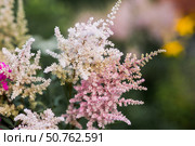 Astilba, or Astilbe (Latin. Astilbe) is a plant of the Saxifragaceae family. Pink flower background. A beautiful, healthy astilbe, blooming in pink tones. Стоковое фото, фотограф Photojuli / Фотобанк Лори