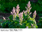 Medicinal clary sage plants in vibrant bloom. Стоковое фото, фотограф Elena Grishina / Фотобанк Лори