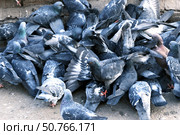 Кормление голубей в черте города. Россия Воронежская обл Февраль 02 2025. Стоковое фото, фотограф Виталий Шкапский / Фотобанк Лори