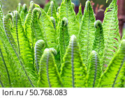 Shoots of young ferns Close Up. Fiddlehead, frond unfurling. Matteuccia Struthiopteris. Spring. Стоковое фото, фотограф Жанна Гапанович / Фотобанк Лори