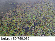 Рдест плавающий (Potamogeton natans) на поверхности реки. Водоотводный канал. Москва. Стоковое фото, фотограф Илюхина Наталья / Фотобанк Лори