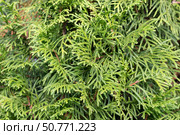 Thuja western Smaragd closeup, full frame, background. Стоковое фото, фотограф Татьяна Васильева / Фотобанк Лори