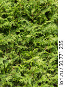 Thuja western Smaragd. Стоковое фото, фотограф Татьяна Васильева / Фотобанк Лори