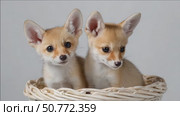 Fennec fox pups posing in a basket on white background. Стоковое AI-видео, аниматор Юрий Поздников / Фотобанк Лори