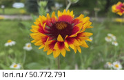 Bright Gaillardia flower with fiery red and yellow petals in full bloom, surrounded by lush green foliage and soft-focus daisies in the background. Стоковое видео, видеограф Анастасия / Фотобанк Лори