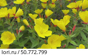 Vibrant yellow evening primrose flowers bloom in full abundance. Стоковое видео, видеограф Анастасия / Фотобанк Лори