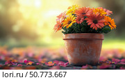 Orange and Yellow Osteospermum Flowers in Terracotta Pot at Sunset. Стоковое AI-изображение, AI-художник Данила Большаков / Фотобанк Лори