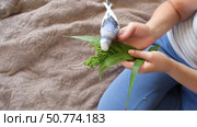 Owner man feeding a budgie. Close-up. White blue budgerigar perching on the hand. Pet bird is eating cucumber from human palm. Cozy Indoor Setting. Person is gently handfeeding a parrot in bright room. Стоковое видео, видеограф Марина Демидюк / Фотобанк Лори