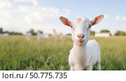 Adorable white goat standing in a green pasture with other goats blurred in the background under a clear blue sky on a sunny day. Стоковое AI-изображение, AI-художник Катерина Бондарец / Фотобанк Лори