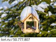 A blackbird bird with a grain in its beak sits in a wooden feeder house on a sunny winter day against a fir background. Стоковое фото, фотограф Андрей С / Фотобанк Лори