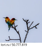 The European bee-eater Merops apiaster. In the early morning, a pair of colorful birds are sitting on a branch against a cloudy gray sky. Стоковое фото, фотограф Андрей С / Фотобанк Лори