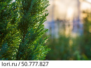 Green yew branches in water droplets with a bokeh effect in the sunset rays with copy space. Стоковое фото, фотограф Андрей С / Фотобанк Лори