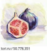An exquisite sketch of a whole and half fig, done in watercolour, highlighting its vibrant hues. Стоковое фото, фотограф Дарья Мережина / Фотобанк Лори