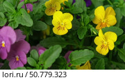 Wild pansies, Viola Tricolor, also known as Johnny Jump Up. Many Purple and Yellow Flowers. Pansies on a Backyard. Landscaping in Green Home Garden. Landscape Design with Flower beds in Summer. Стоковое видео, видеограф Марина Демидюк / Фотобанк Лори