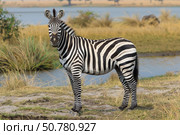 Plains zebra standing near chobe river in botswana. Стоковое AI-изображение, AI-художник Иван Рябоконь / Фотобанк Лори