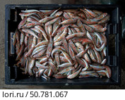 A black box filled with freshly caught red mullet stands on the asphalt. Стоковое фото, фотограф Екатерина Лызлова / Фотобанк Лори
