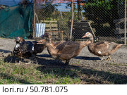 Five brown musky ducks are walking around the farmyard. Стоковое фото, фотограф Екатерина Лызлова / Фотобанк Лори
