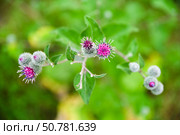 Macro of burdock flower with purple florets and hooked bracts. Detailed view of Arctium in bloom against soft green background. Стоковое фото, фотограф Татьяна Терехина / Фотобанк Лори