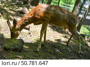 European roe deer buck with growing antlers grazes on a forest slope. Sunlight highlights its fur, showing seasonal shedding and slender body. Стоковое фото, фотограф Татьяна Терехина / Фотобанк Лори