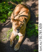 A lioness lies on sunlit ground surrounded by greenery in Primorsky Krai, Russian Far East. Her gaze is calm and intense under patches of light and shadow. Стоковое фото, фотограф Татьяна Терехина / Фотобанк Лори