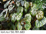 Close-up of Peperomia caperata foliage with textured, heart-shaped green leaves featuring deep veins and hints of bronze, grown in lush indoor conditions. Стоковое фото, фотограф Татьяна Терехина / Фотобанк Лори