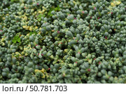 Sedum dasyphyllum succulent with dense mat of small blue-green leaves and red tips. Groundcover plant in natural light, perfect for rock gardens. Стоковое фото, фотограф Татьяна Терехина / Фотобанк Лори