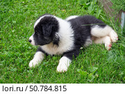 Dog puppy lying on the grass in the garden. A cross between a Bernese Mountain Dog and a Samoyed. Стоковое фото, фотограф Сергей Пристяжнюк (Serg Zastavkin) / Фотобанк Лори