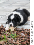 A black and white dog puppy lies on the pavement of the house on the tiles and gnaws on a bone. Стоковое фото, фотограф Сергей Пристяжнюк (Serg Zastavkin) / Фотобанк Лори