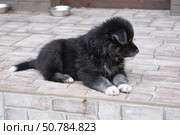 A black dog puppy lies on the porch of the house on the tiles. A cross between a Bernese Mountain Dog and a Samoyed. Стоковое фото, фотограф Сергей Пристяжнюк (Serg Zastavkin) / Фотобанк Лори