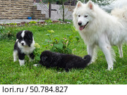 A mother dog and her puppies are sitting on the grass in the garden. Стоковое фото, фотограф Сергей Пристяжнюк (Serg Zastavkin) / Фотобанк Лори