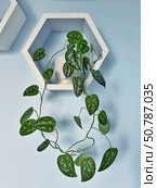 A silver pothos plant cascades from a white pot on a hexagonal shelf against a blue wall. Concept of: Indoor greenery. Стоковое фото, фотограф Ольга Петрова-Апостолова / Фотобанк Лори