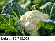 Cauliflower growing in agricultural field, close up of fresh produce. Стоковое AI-изображение, AI-художник Иван Рябоконь / Фотобанк Лори