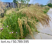 Дикая трава вейника остроцветкового (calamagrostis acutiflora) и цветы на фоне ветхого деревянного забора вдоль  временной дороги из бетонных плит. Стоковое фото, фотограф Владимир Шипикин / Фотобанк Лори