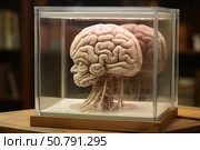 Human brain model exhibiting cerebrum, cerebellum, and brain stem. Стоковое AI-изображение, AI-художник Иван Рябоконь / Фотобанк Лори