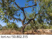 A beautiful almond tree with green fruit against a clear blue sky on a sunny day. Стоковое фото, фотограф Татьяна Куклина / Фотобанк Лори