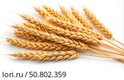 Golden Wheat Spike lets on White Background. Generative AI. Стоковое AI-изображение, AI-художник Roman Zavorotny / Фотобанк Лори