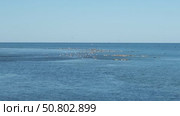 Чайки и нерпы собираются на морском побережье во время нереста рыбы. Стоковое видео, видеограф Эльвира  Трощенкова / Фотобанк Лори