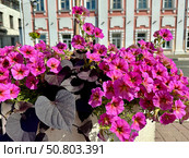 Pink petunias in a pot on the background of the urban landscape in summer. Стоковое фото, фотограф Соболева Наталия / Фотобанк Лори