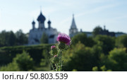 Чертополох. Стоковое фото, фотограф Алексей Мохирев / Фотобанк Лори