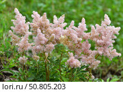 Astilbe Arendsii is a hybrid flower of the Saxifragaceae family. Стоковое фото, фотограф Володина Ольга / Фотобанк Лори