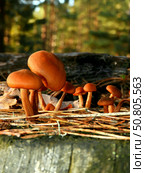 Ложноопёнок серопластинчатый — Hypholoma  capnoides. Стоковое фото, фотограф Егор Жук / Фотобанк Лори