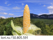 Раскрытый початок спелой кукурузы в солнечный летний день. Стоковое фото, фотограф Яна Королёва / Фотобанк Лори
