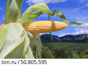 Раскрытый початок спелой кукурузы в солнечный летний день. Стоковое фото, фотограф Яна Королёва / Фотобанк Лори