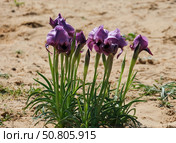 Negev iris or Iris Mariae in the Negev desert. Стоковое фото, фотограф Irina Opachevsky / Фотобанк Лори