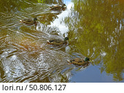 Mallards, wild ducks (Anas platyrhynchos), dabbling ducks in water. Стоковое фото, фотограф Валерия Попова / Фотобанк Лори