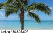 Tropical palm tree swaying by the serene ocean under blue sky. Стоковое AI-видео, аниматор Андрей Бажанов / Фотобанк Лори