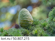 Красивые зеленые шишки на хвойном дереве в старом парке. Beautiful green cones on a coniferous tree in the old park. Стоковое фото, фотограф Татьяна Д / Фотобанк Лори