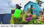 Woman watering flowers in garden. Стоковое видео, видеограф Igor Skripachev / Фотобанк Лори