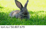 Gray rabbit on the grass on a sunny day. Стоковое видео, видеограф Igor Skripachev / Фотобанк Лори